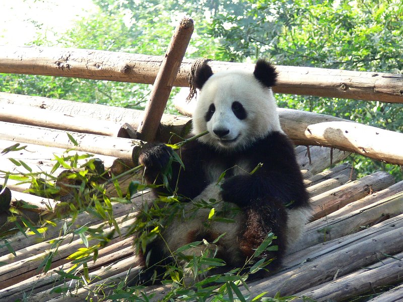 Pandas (017).jpg